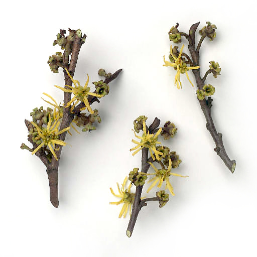 Witch Hazel